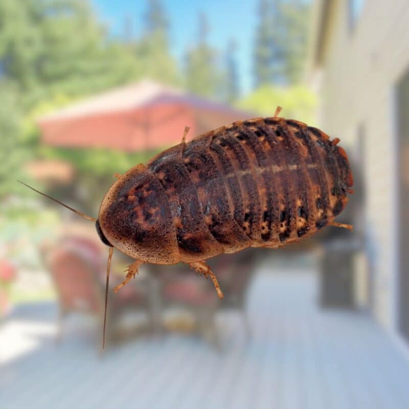 How to get rid of wood roaches