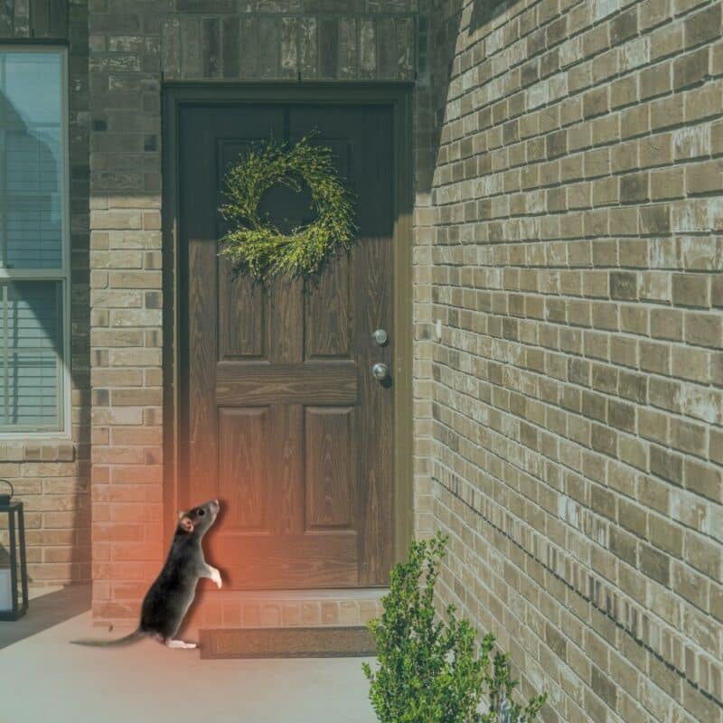 how does rodent exclusion work