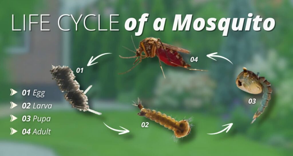 mosquito life cycle