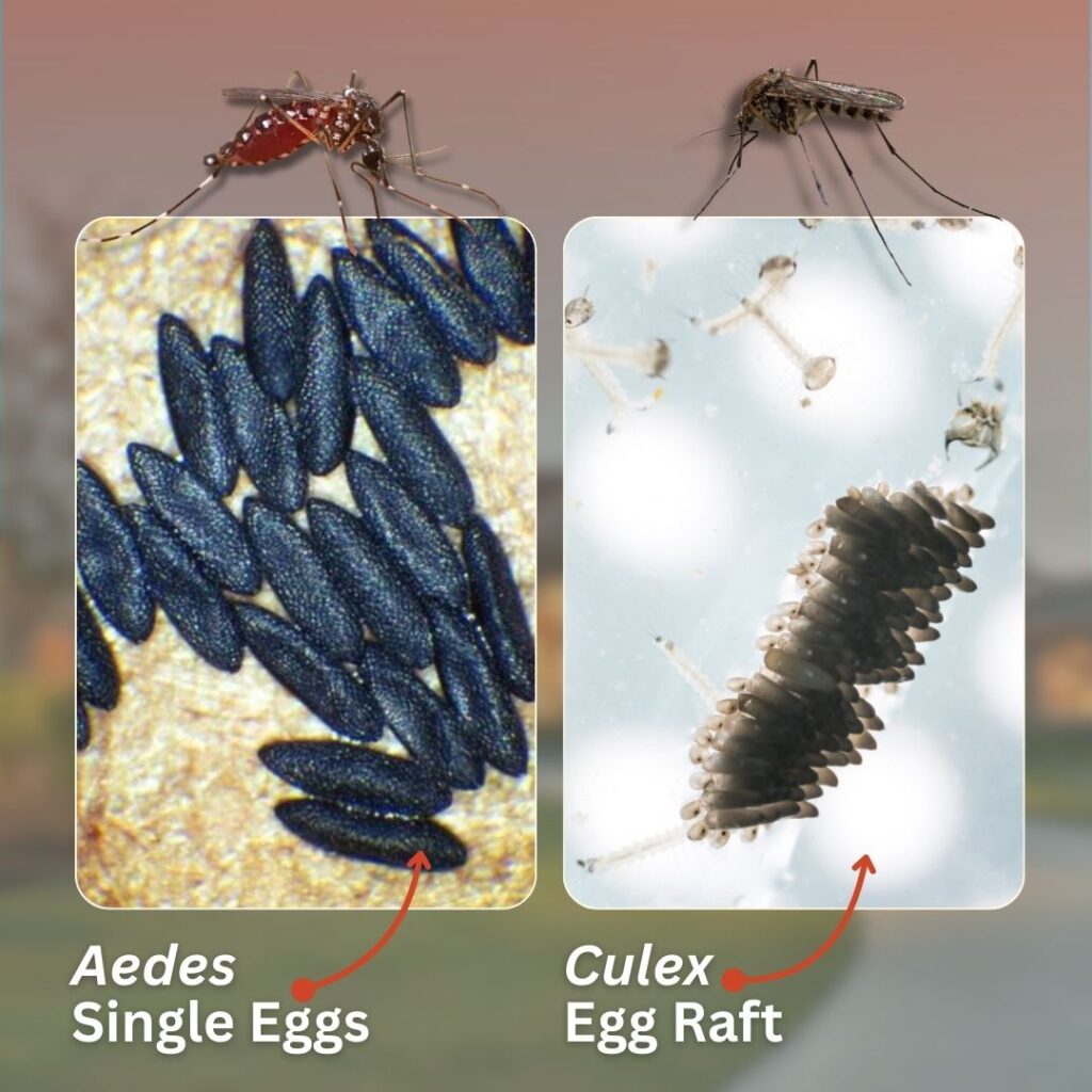 mosquito eggs visual aid