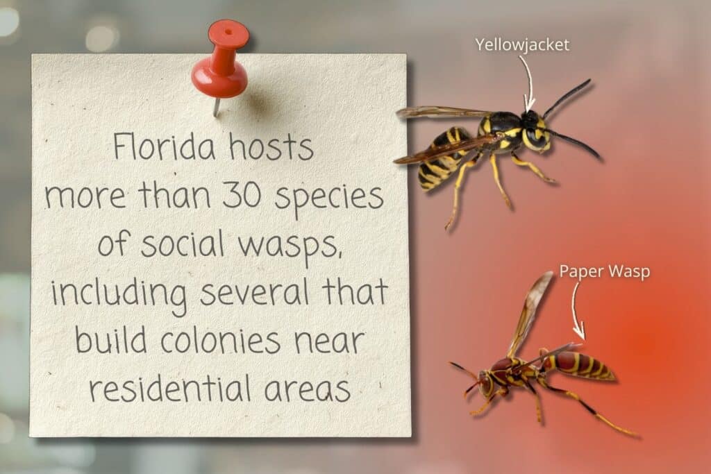 florida is home to several species of wasp