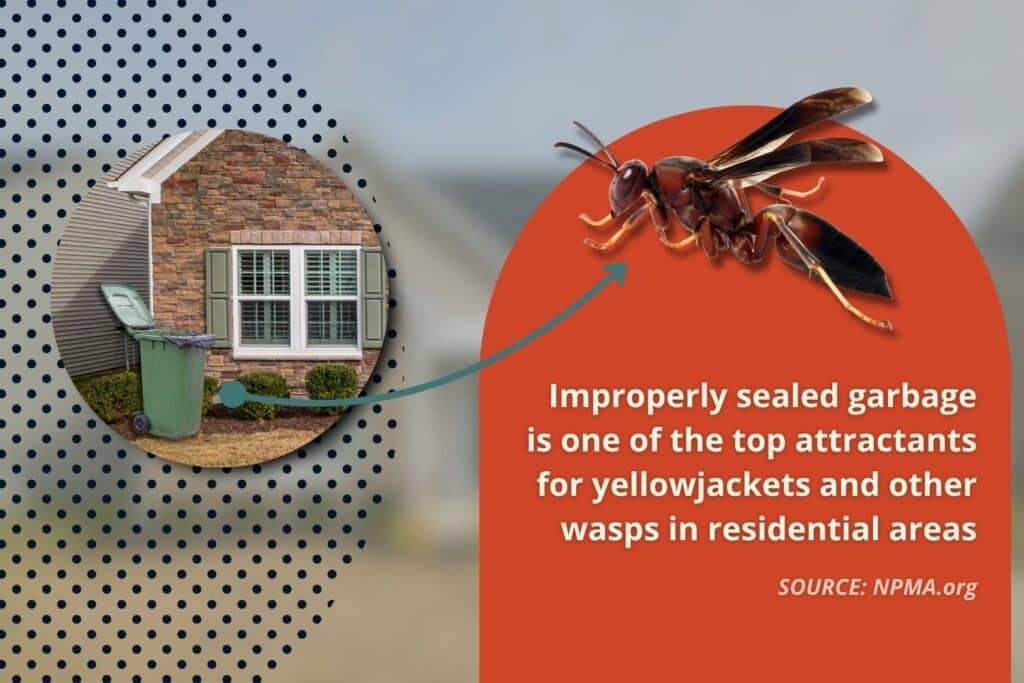 what attracts wasps to florida homes