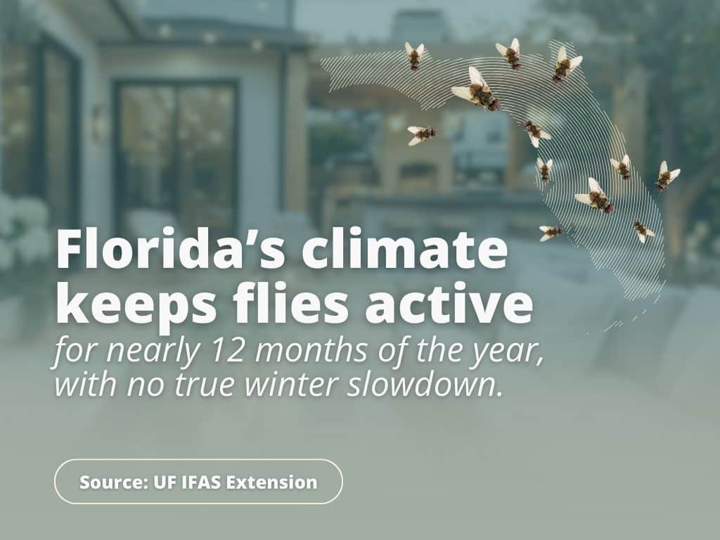 Why Are Flies So Active in Florida?