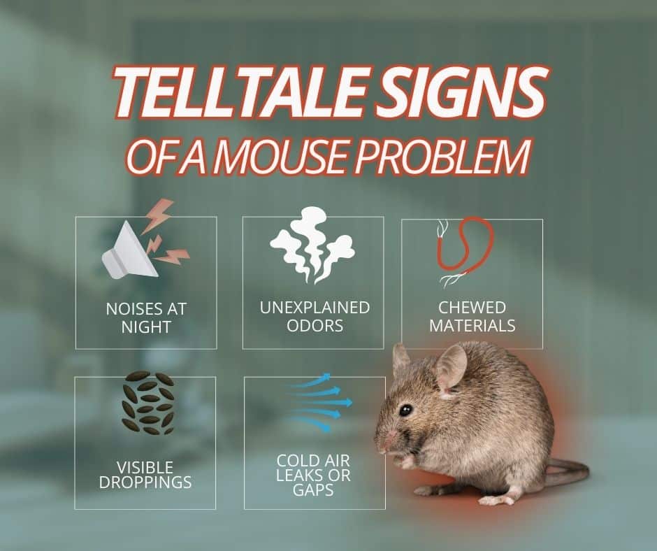 signs of a mouse infestation