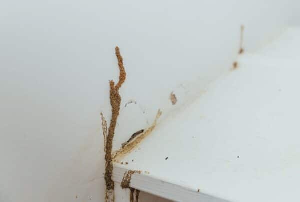 termite prevention treatment