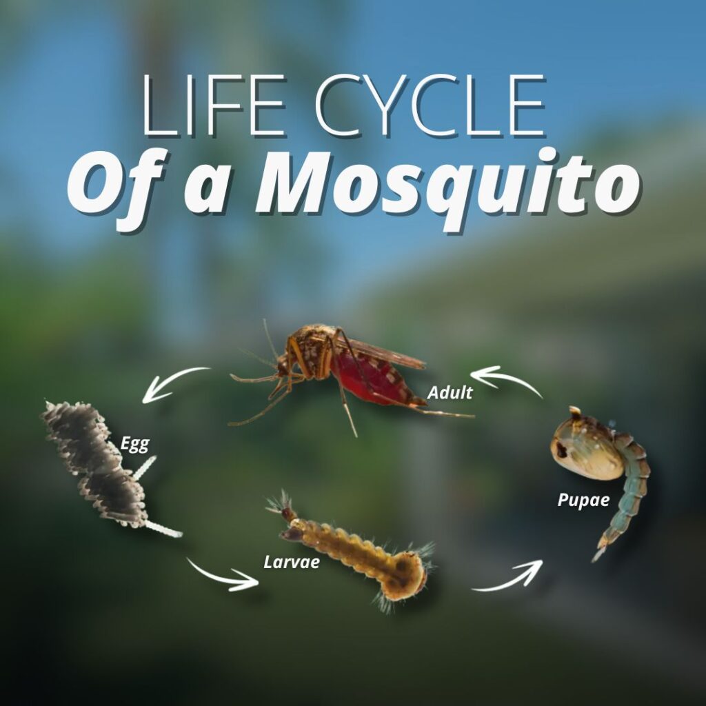 life cycle of a mosquito from breeding to adult