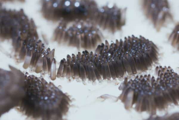 mosquito eggs breeding spots