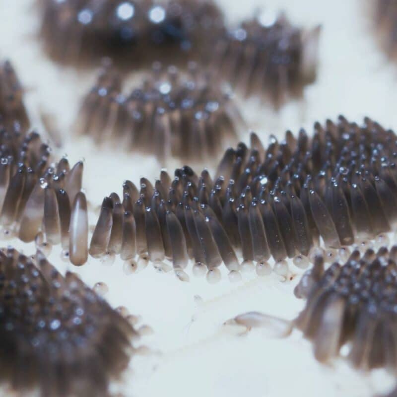 mosquito eggs breeding spots