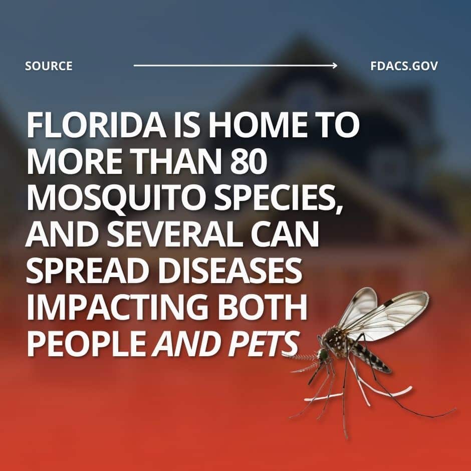 why mosquito safety matters in florida
