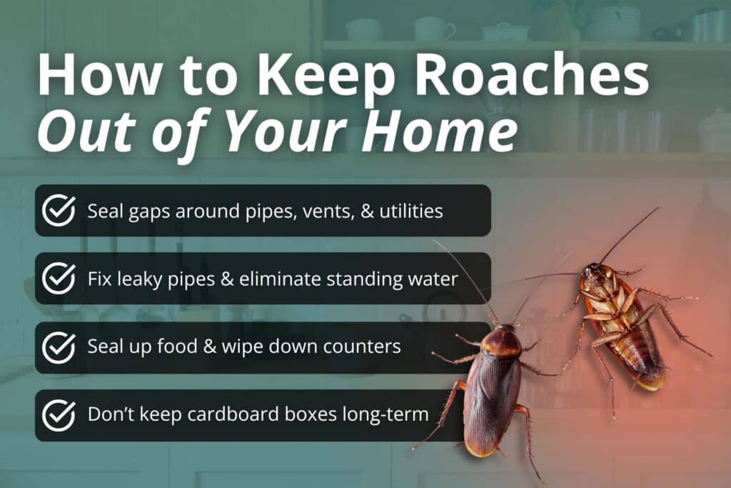 how to prevent cockroaches and bugs that look like them in your home