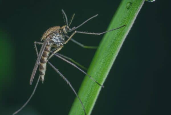 mosquito control professional