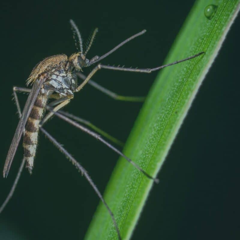 mosquito control professional