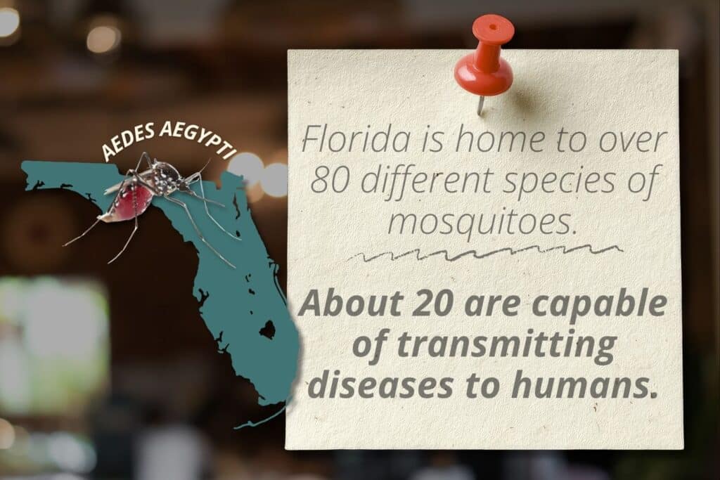 why professional mosquito control is critical in florida