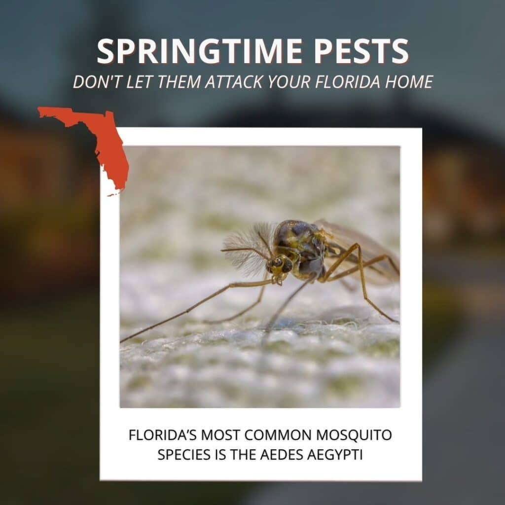 An educational graphic titled "Springtime Pests" featuring an orange map of Florida and a high-detail close-up photograph of a mosquito on a white textured surface.