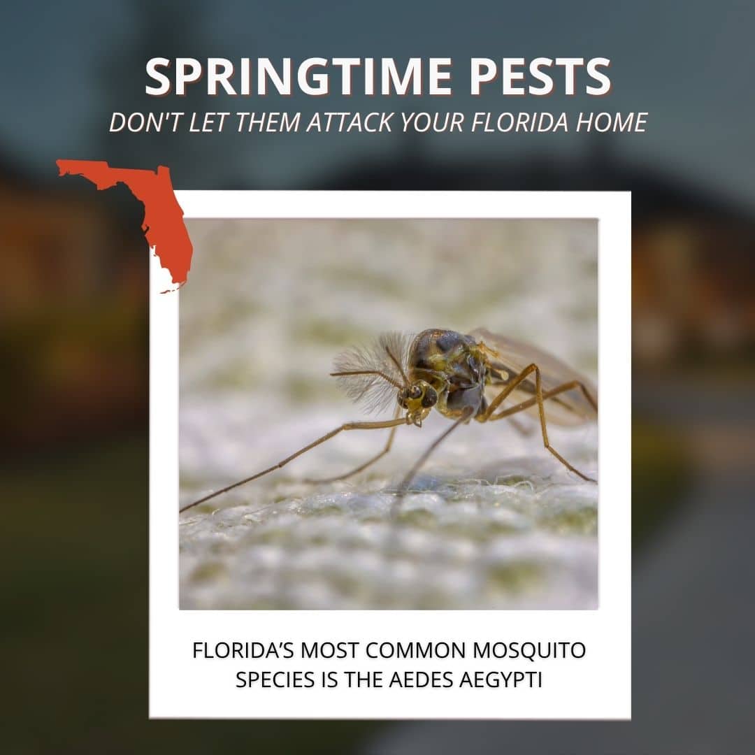 Household Spring Insects The Small Insects Florida Homeowners Start Seeing in Spring | Inside ...