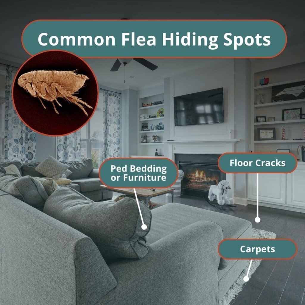 where might a flea hide inside a home