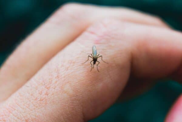A detailed close-up macro photograph of a mosquito feeding on human skin, its proboscis inserted into a finger against a blurred green background.