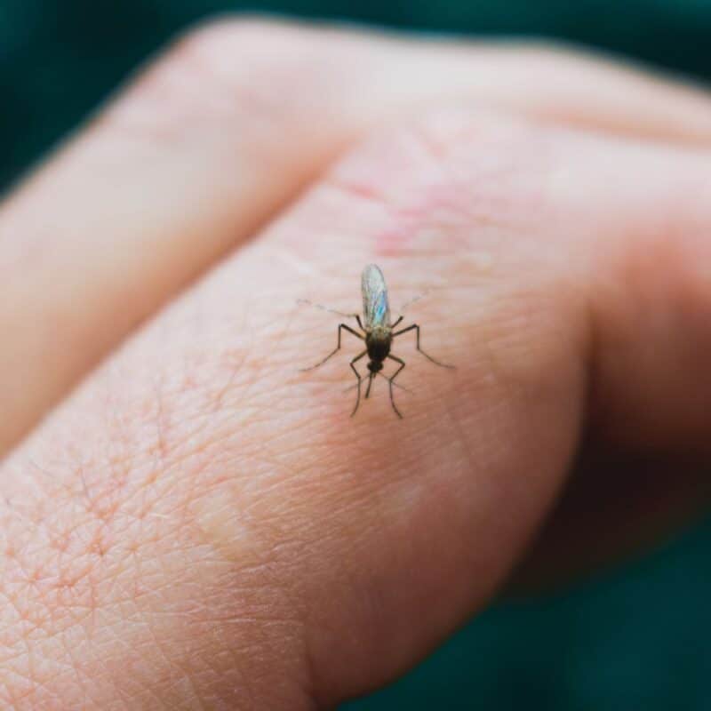 A detailed close-up macro photograph of a mosquito feeding on human skin, its proboscis inserted into a finger against a blurred green background.