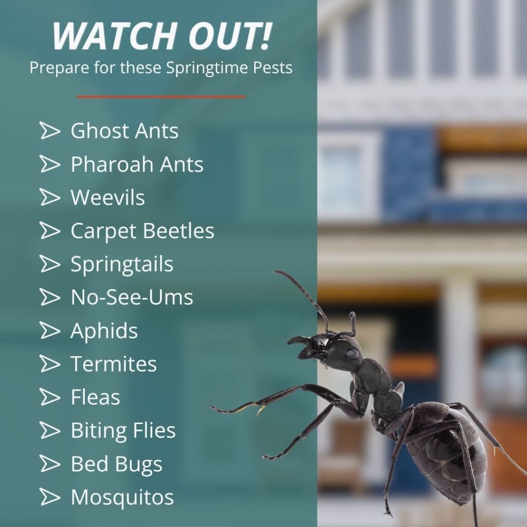 A "Watch Out!" pest checklist for Florida homeowners listing common spring insects like ghost ants, termites, and mosquitoes, paired with a detailed image of a large black ant.