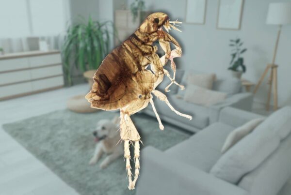 what does a flea look like to the human eye