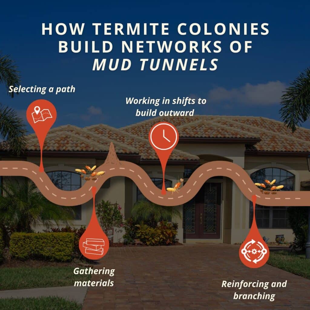 An infographic detailing how subterranean termite colonies build networks of termite mud tunnels to safely reach a home's wooden structure.