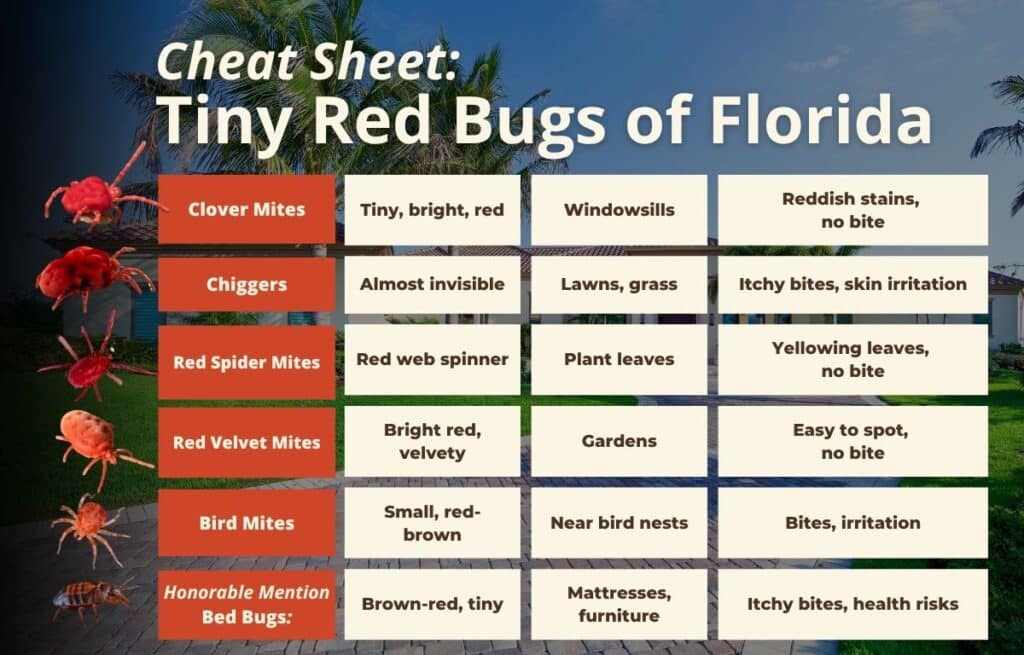 A helpful identification cheat sheet chart for tiny red bugs found in Florida, comparing clover mites, chiggers, red spider mites, red velvet mites, bird mites, and bed bugs.