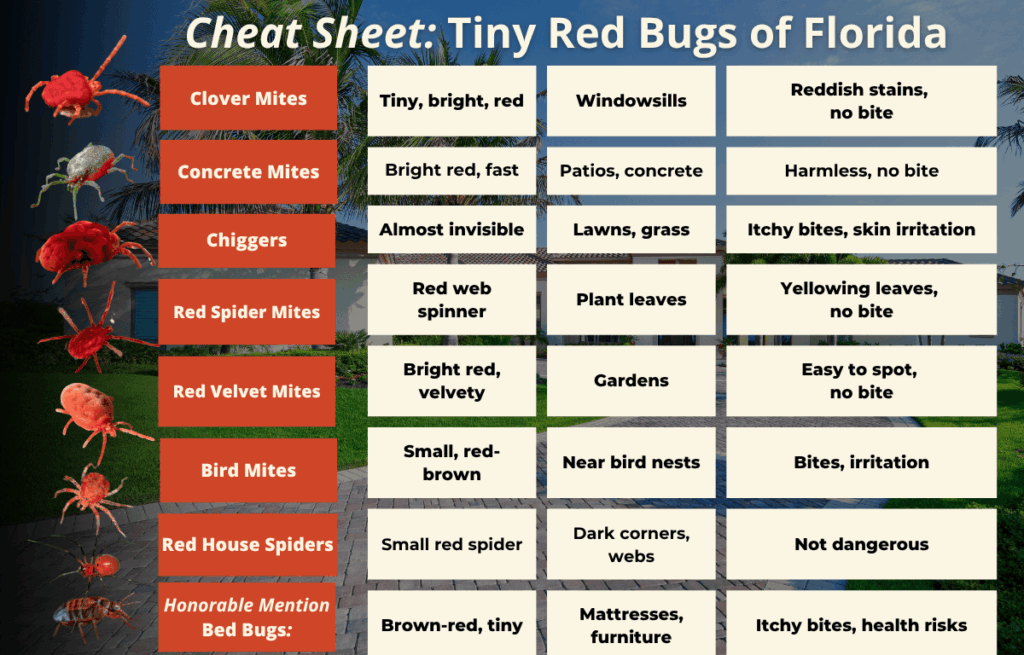 Tiny red bugs in Florida comparison chart showing clover mites, concrete mites, chiggers, red spider mites, red velvet mites, bird mites, red house spiders, and bed bugs.