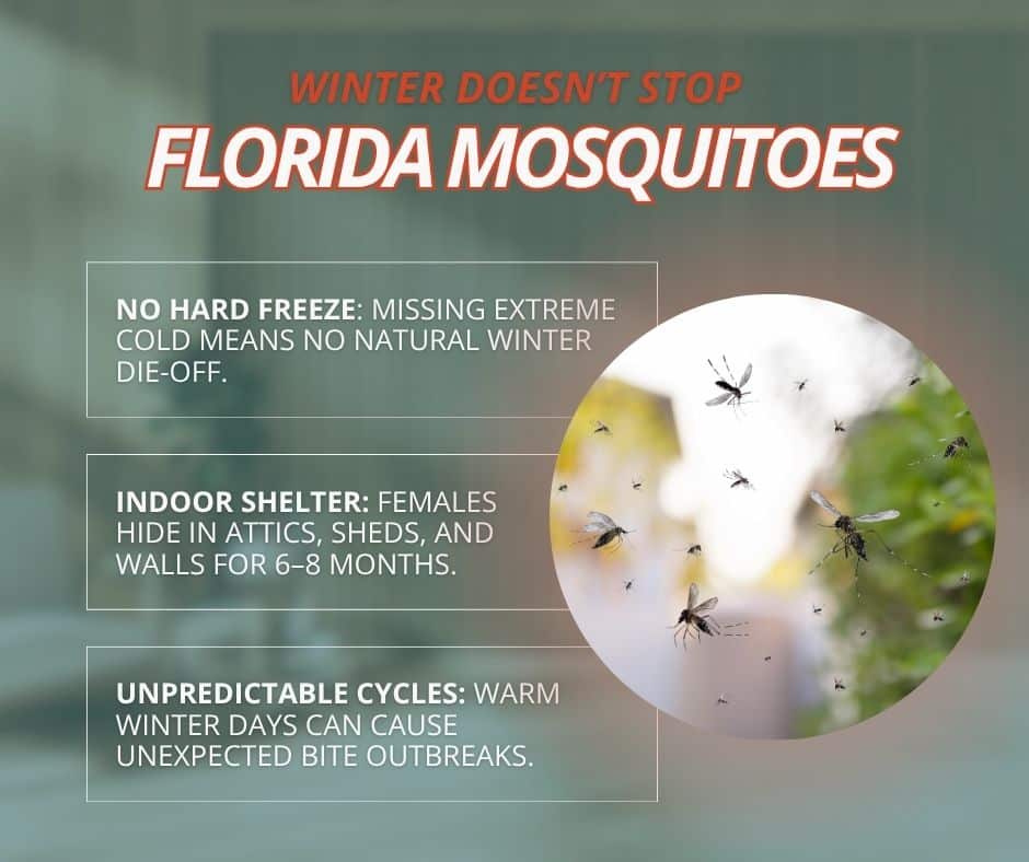 Graphic titled "Winter Doesn't Stop Florida Mosquitoes" outlining three reasons why mild climate and indoor sheltering allow mosquitoes to survive through Florida winters.