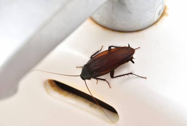 Box of baking soda beside a cockroach on a kitchen counter