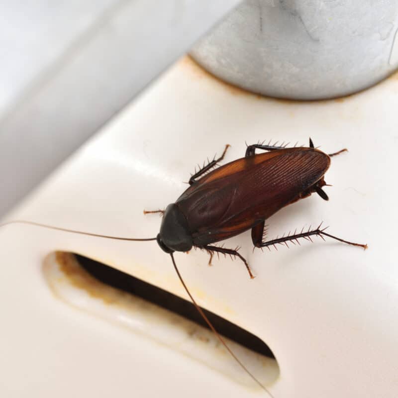 Box of baking soda beside a cockroach on a kitchen counter