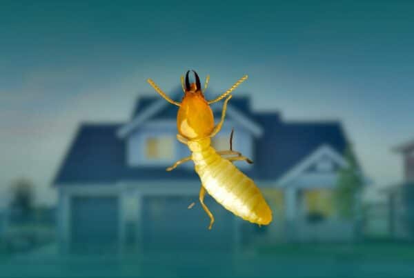 Extreme close-up macro view of a termite with dark mandibles in front of a blurred residential house.