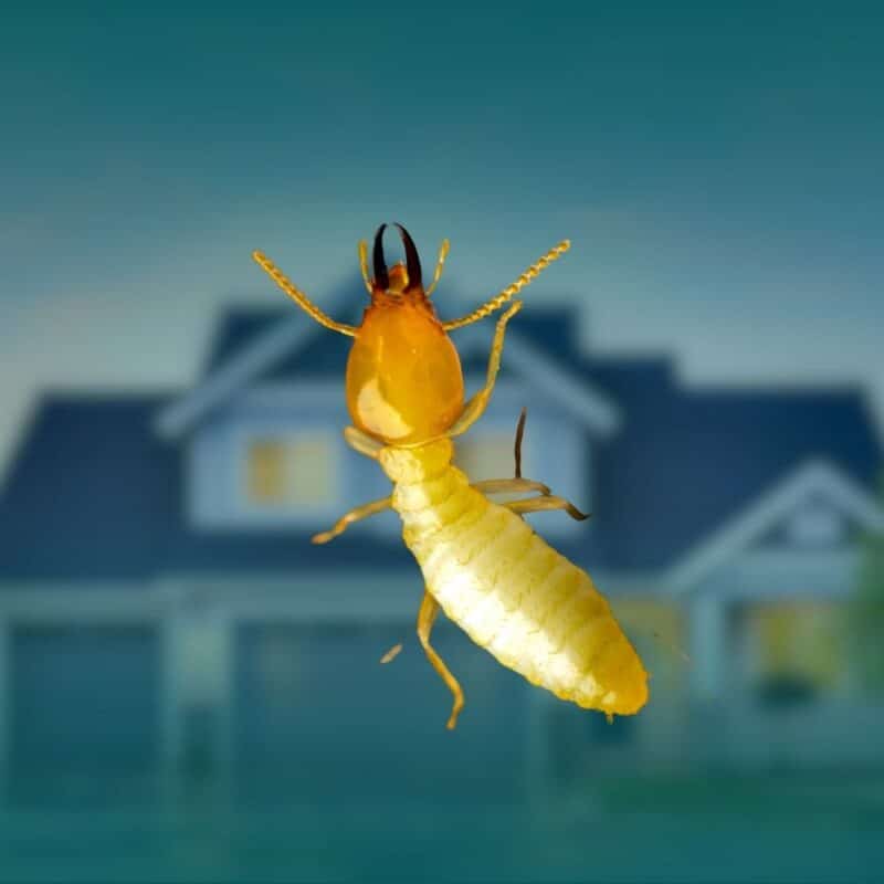 Extreme close-up macro view of a termite with dark mandibles in front of a blurred residential house.