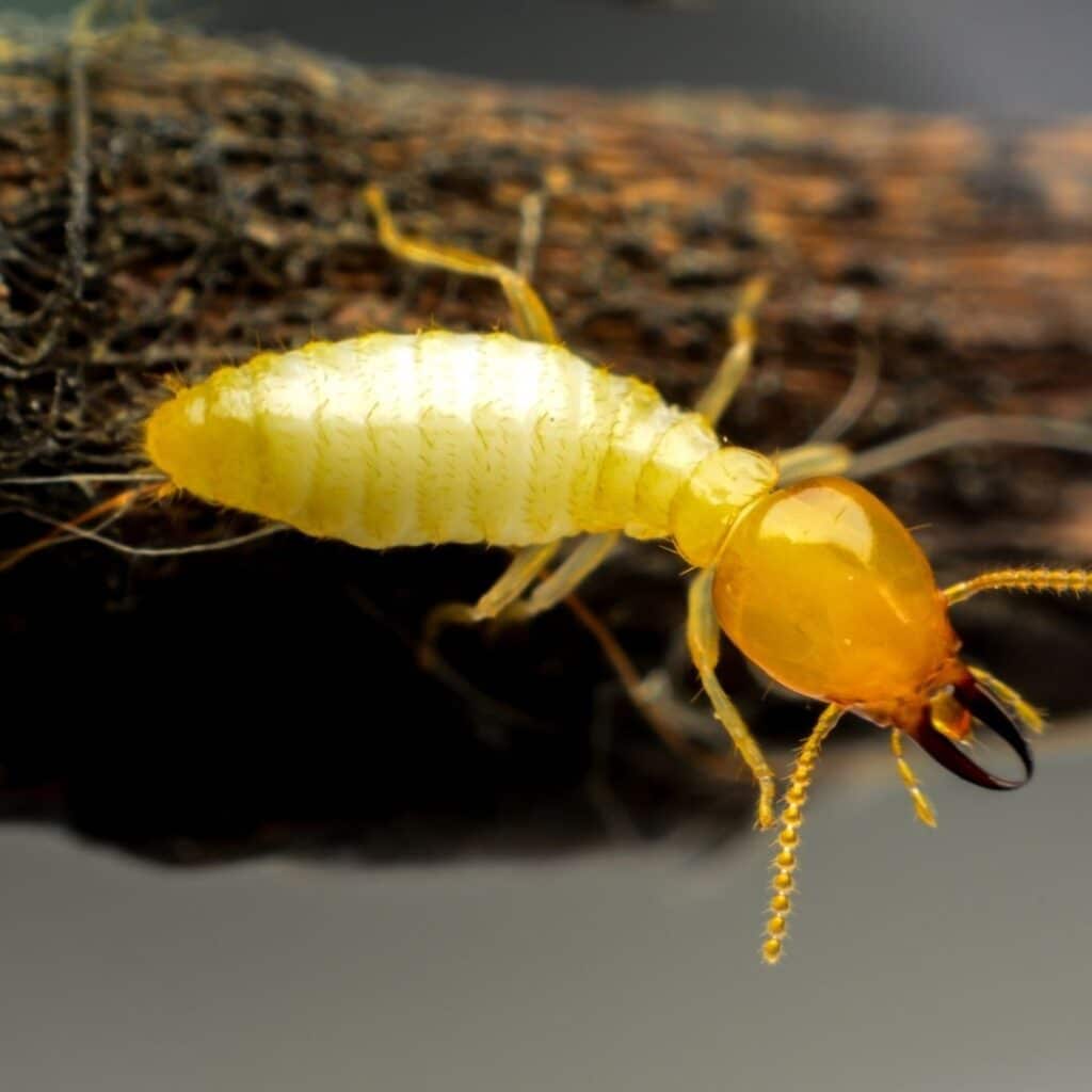 Extreme macro close-up of a soldier termite with large mandibles crawling on damaged wood.