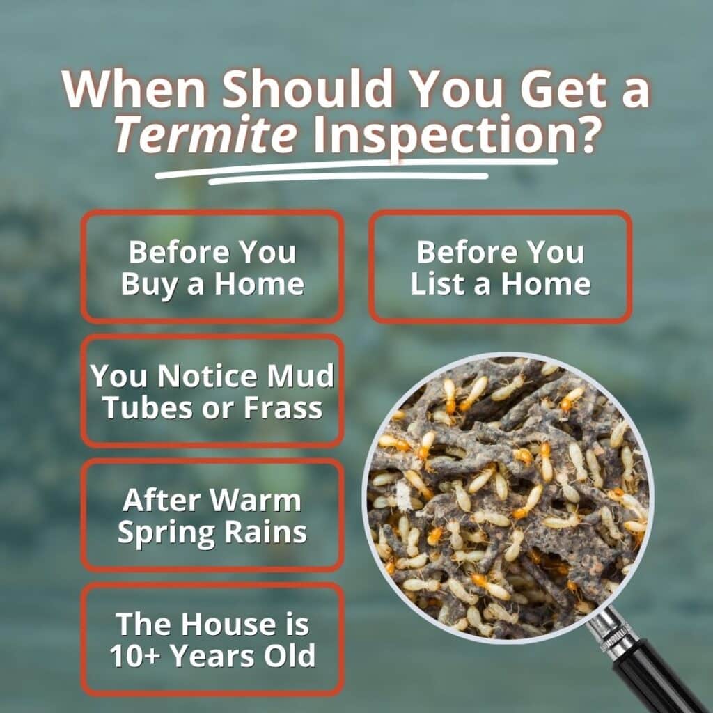 Infographic titled "When Should You Get a Termite Inspection?" listing key home buying, selling, and pest detection triggers alongside a magnified view of a termite colony.