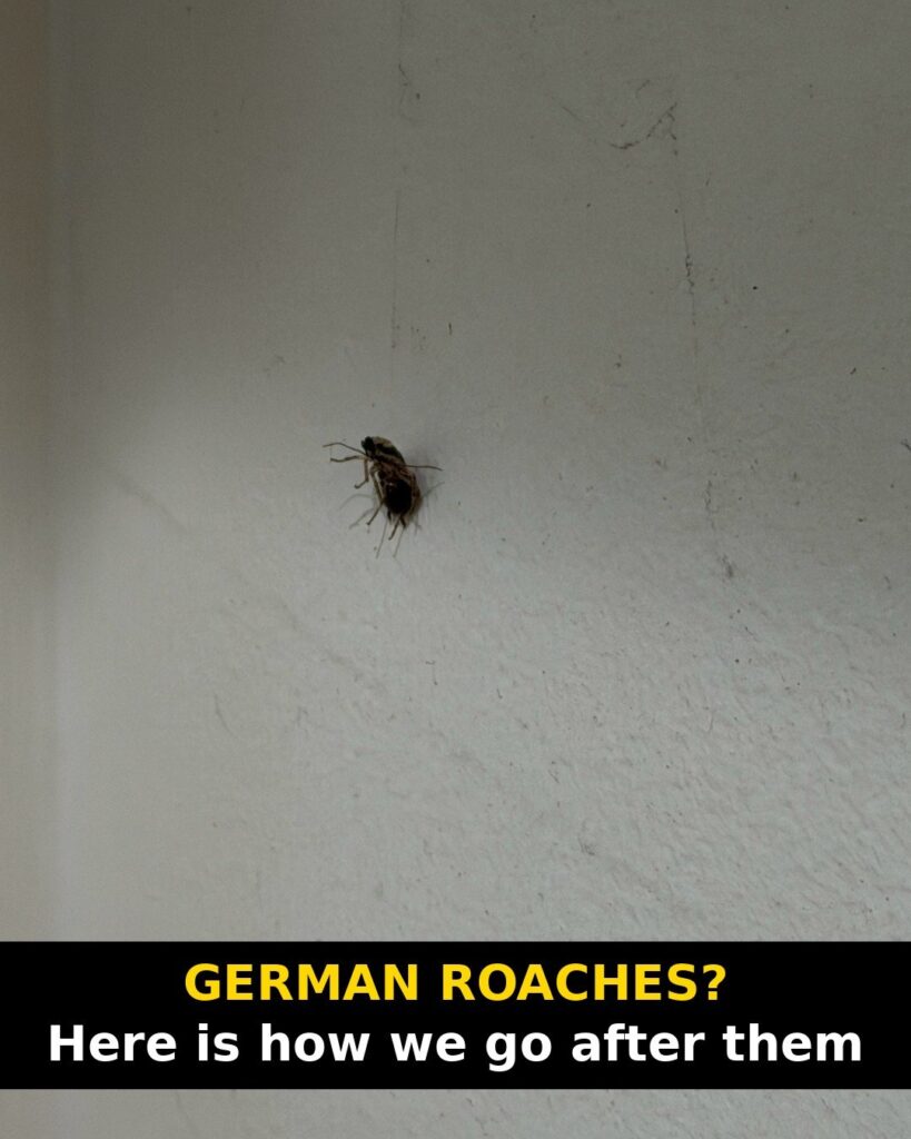 A small German cockroach on a plain wall above a caption about how to go after German roaches