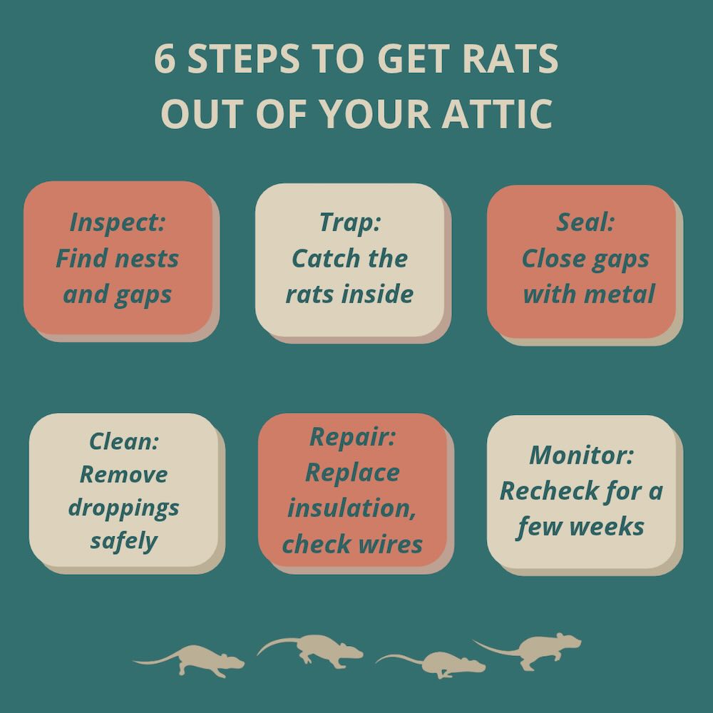 Six steps to get rats out of your attic: inspect for nests and gaps, trap the rats inside, seal gaps with metal, clean droppings safely, repair insulation and wiring, and monitor for a few weeks