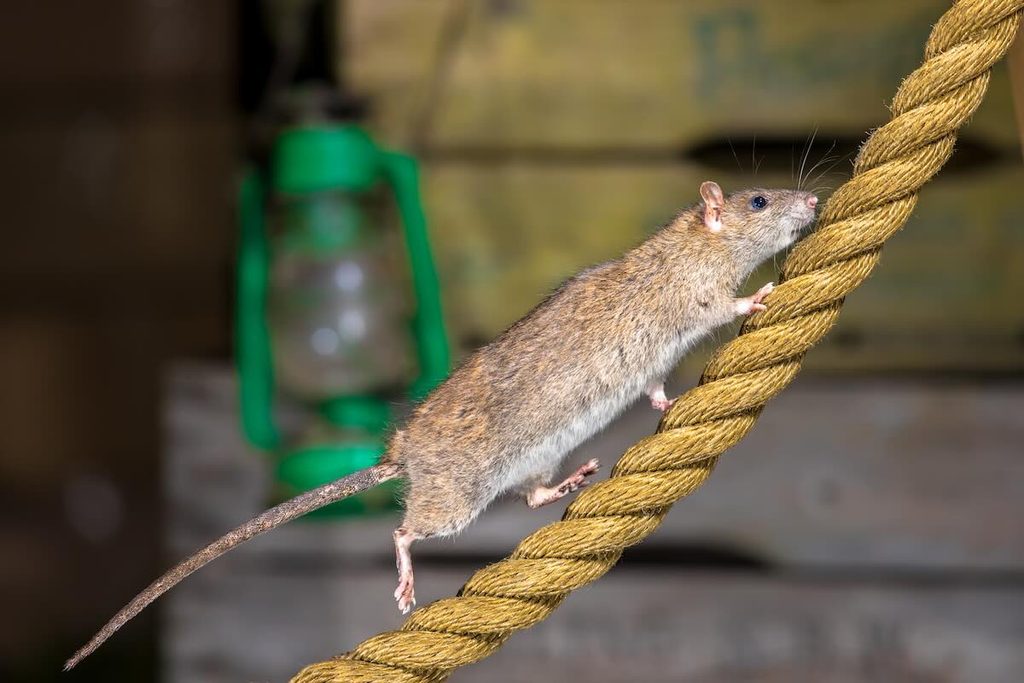 Rat climbing a rope, showing how easily rats climb utility lines and branches to reach attic entry points